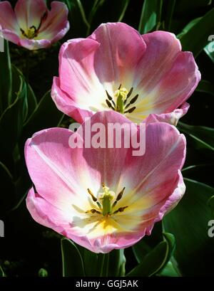 Tulipa - `New Design' (Triumph)   BUL061216 Stock Photo